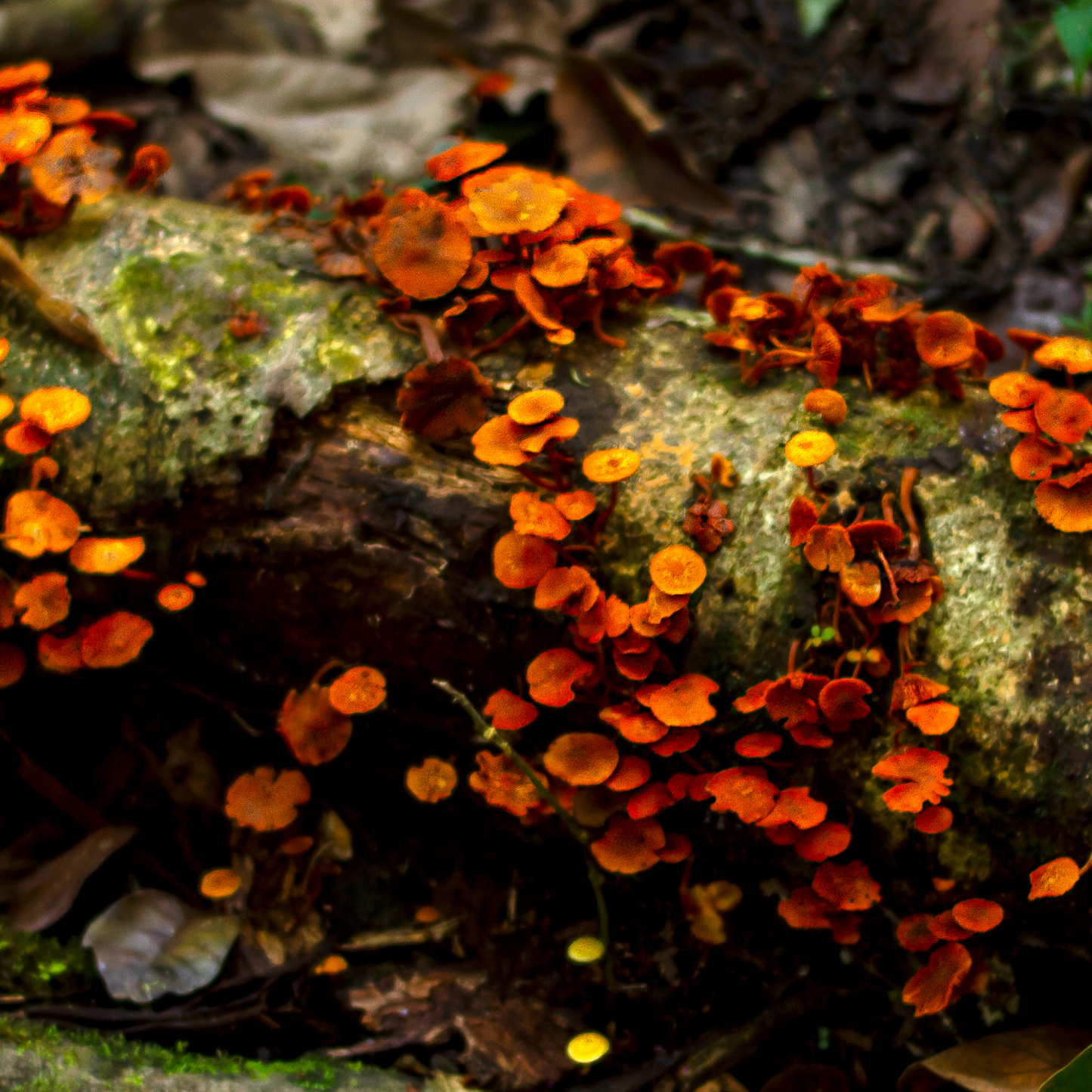 OSHI III GOLD EARRINGS