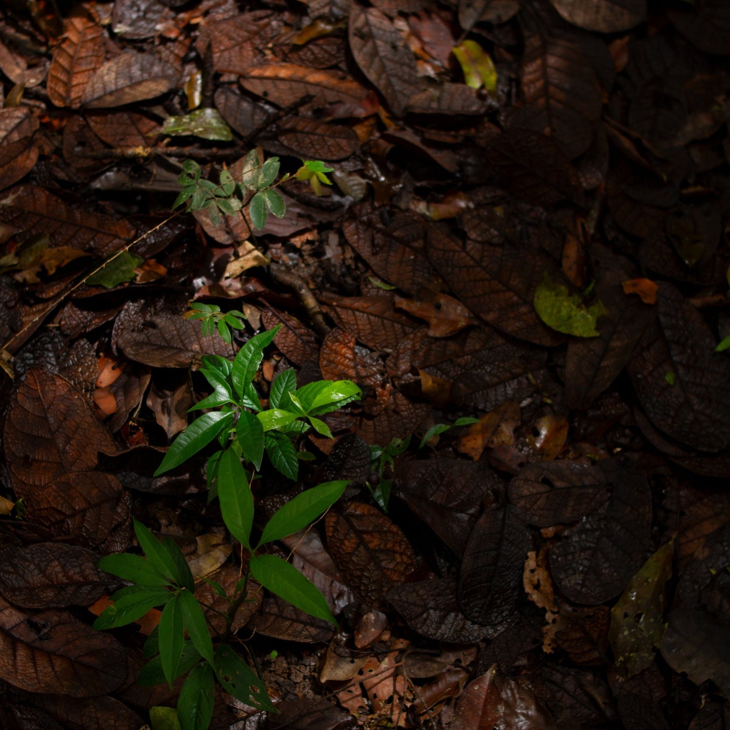 OSHI I GOLD EARRINGS