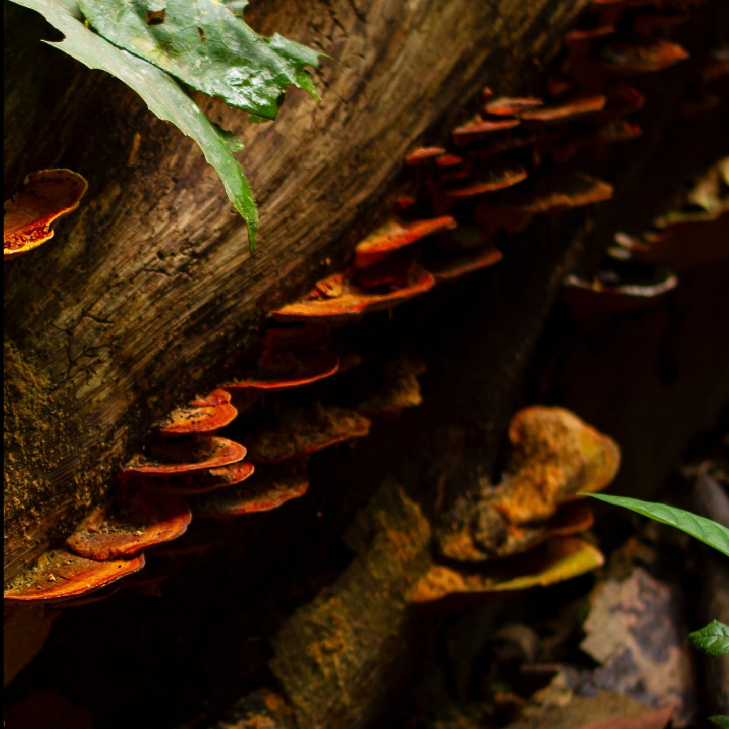 OSHI MEDIUM SILVER EARRINGS