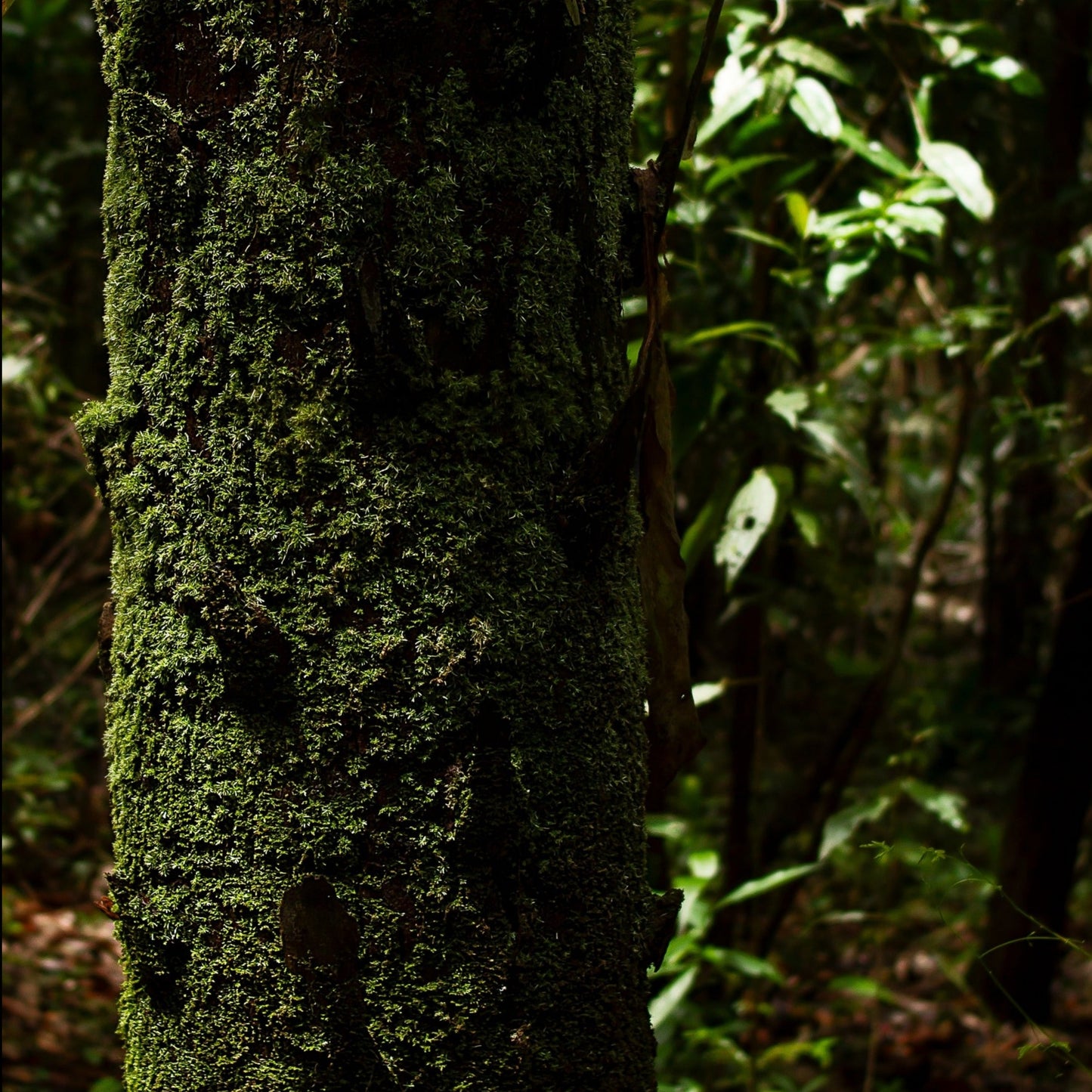 OSHI MAXI GOLD EARRINGS