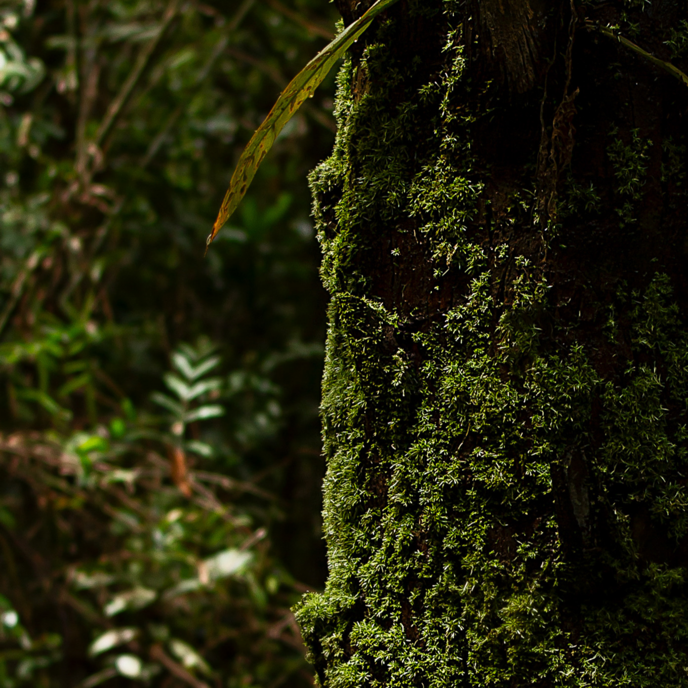 INCHATO GOLD EARRINGS